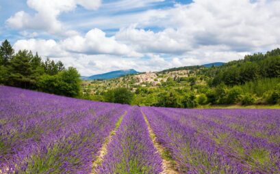 Champs de fleurs en avril - Printemps